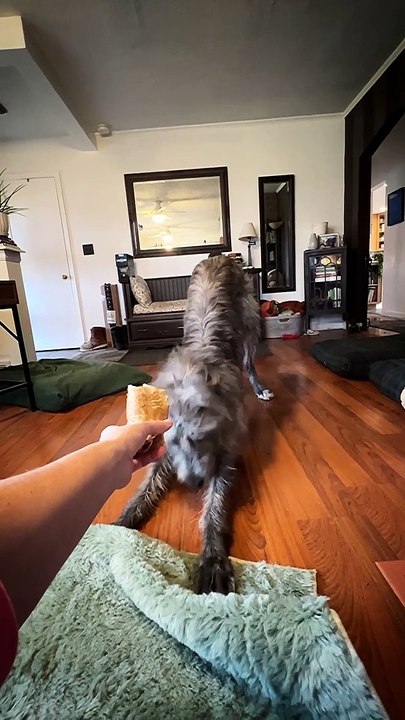 Deerhound Dances for Joy When Given Treat
