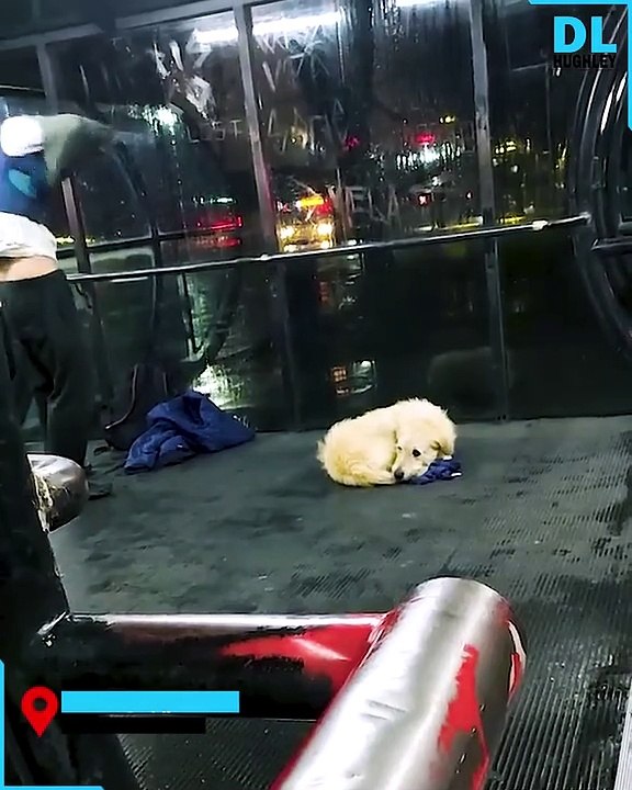 chien dans le froid