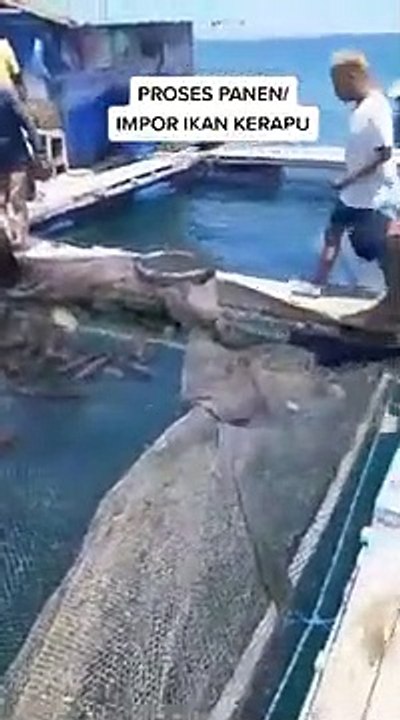 Panen Ikan kerapu import  #kerapuimport #panenikankerapu #mancingmania #mancing   panen ikan kerapu, panen ikan kerapu mancing, mancing pinggiran strike panen ikan kerapu, cara panen ikan kerapu, budidaya ikan kerapu air tawar, budidaya ikan kerapu air