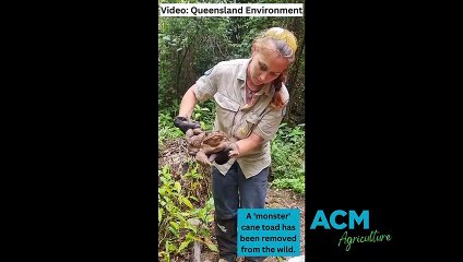 Toadzilla captured near Airlie Beach