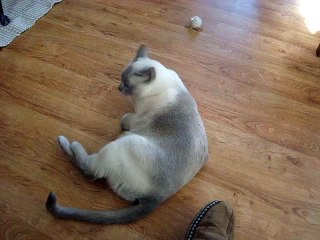 Tonkinese Cat Playing and Barking