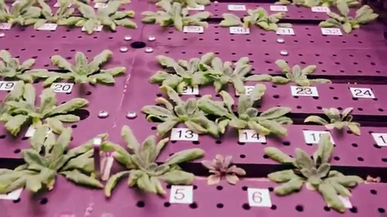 The Age of A.I. - Se1 - Ep05 HD Watch