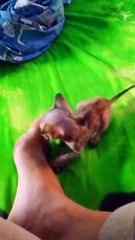 One month old baby kitten 