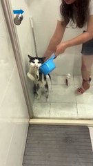 Cat Tries In Vain to Claw His Way Out of Bath Time