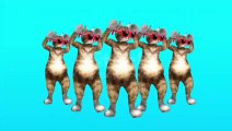 Cute cats dancing on Rambo music #viral #short #dancing #viral #shorts #catshorts