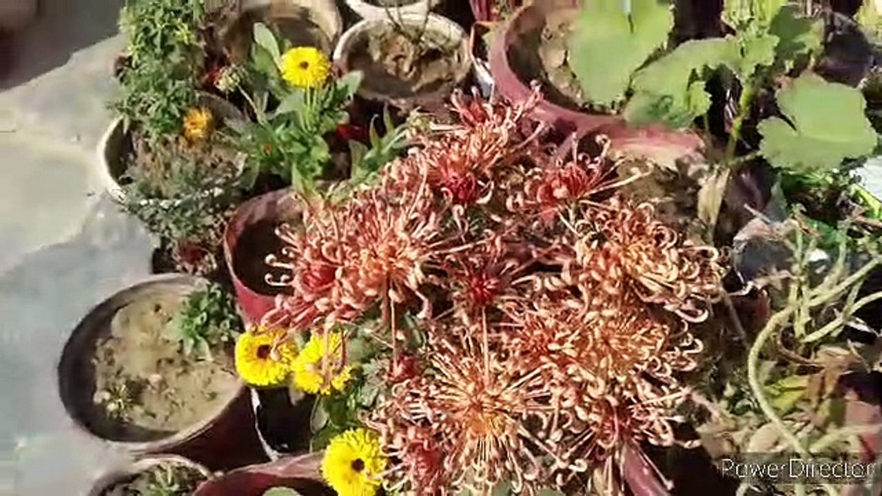 संतरे के छिलकों का बगिया में प्रयोग #Homemade Fertilizer from Orange Peel Best #Fertilizer and #Pesticide  #NDLovelyGarden  #Bableejha