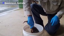 Australian rangers kill 'monster' cane toad