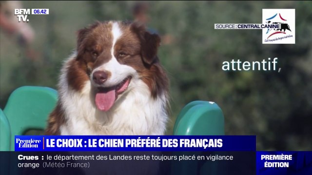 Le choix de Marie - Le berger australien, le chien préféré des Français