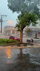 Storm Uproots Tree