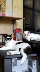 Cat Looks Like It's Wearing Zorro Mask