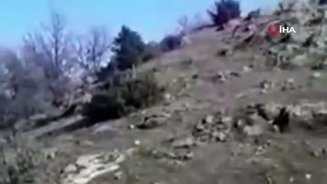 Yaban keçilerinin hakimiyet kavgası