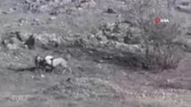 Yaban keçilerinin kavgası böyle görüntülendi