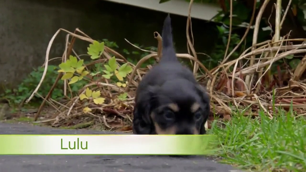 Too Cute! - Ep65 HD Watch