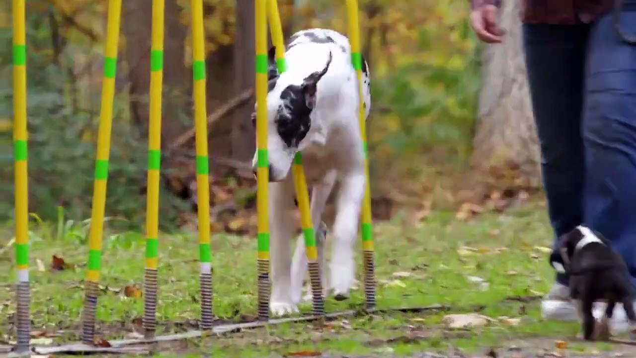 Too Cute! - Ep66 HD Watch