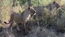 LIONS catch IMPALA and then the male arrives.