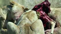 LIONS Catch Impala! LEOPARDS, SABLE, ELEPHANT Carcass and HYENAS.