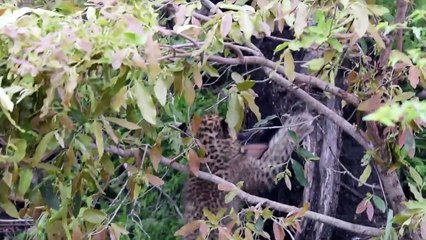 LIONS Hunt ZEBRA. LEOPARD CUBS and ELEPHANTS.