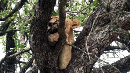 LIONS trying to be LEOPARDS