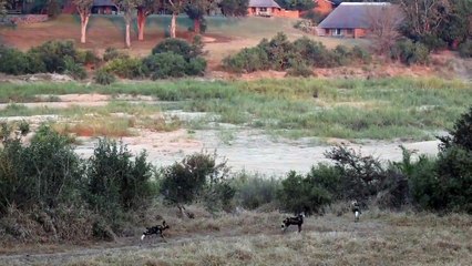 LIONS, WILD DOGS and HYENAS