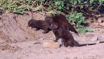 Male LEOPARD Catches Rutting IMPALA