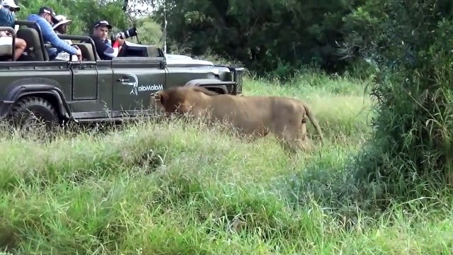N. AVOCA MALES Move Deeper Into GOWRIE MALE Territory