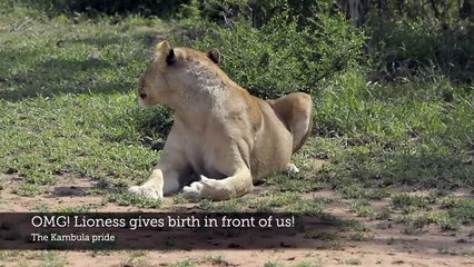 OMG! Lioness GIVES BIRTH in front of us!