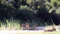 Playful LIONS, Mating LEOPARDS and New HYENA Cubs