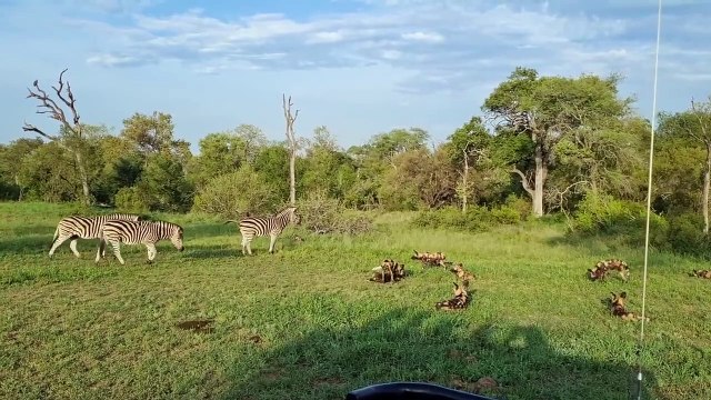 PLAYFUL LIONS, WILD DOGS and ZEBRAS. Plus RARE Sighting of LEOPARD with ZEBRA CARCASS.