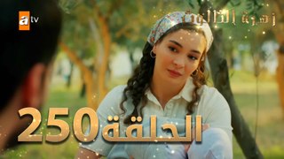 مسلسل زهرة الثالوث - الحلقة 250 | مدبلج | الموسم الثاني