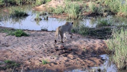 Safari Bliss - The MARTHLY PRIDE and more...