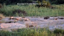 The KAMBULA PRIDE. And the MAXIM'S MALE with the PLAQUE ROCK FEMALE