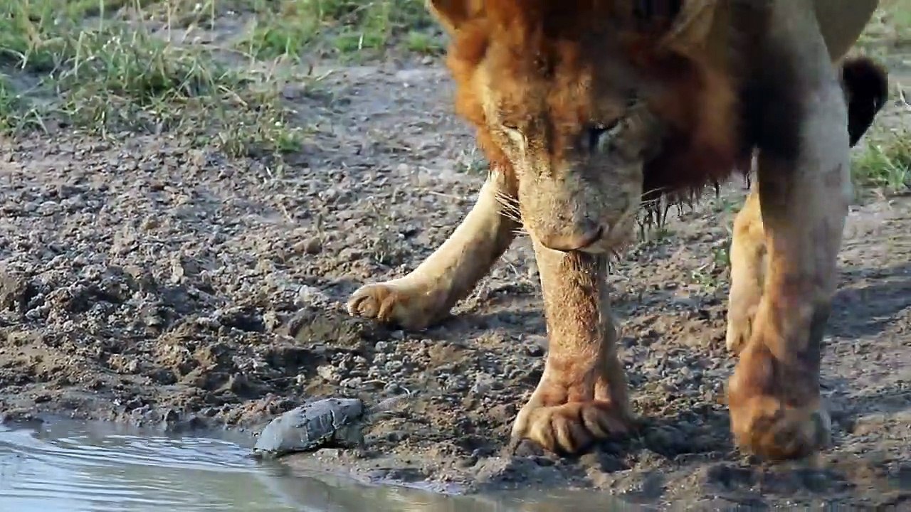 When SIZE Does NOT MATTER - Terrapin vs LIONS