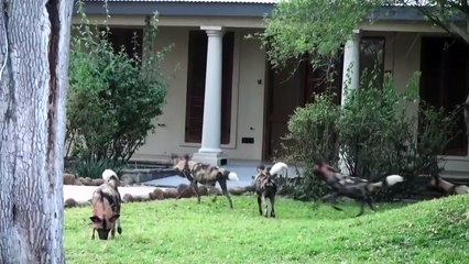 WILD DOG antics IN CAMP!