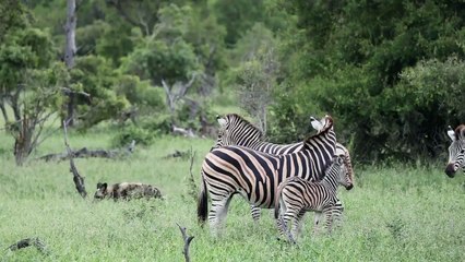 WILD DOG Hunt Leads to LION and HYENA Interaction