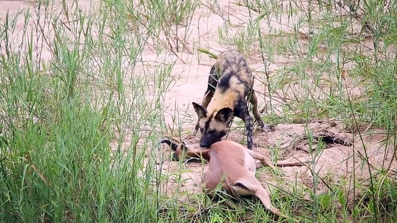 WILD DOGS and LEOPARDS