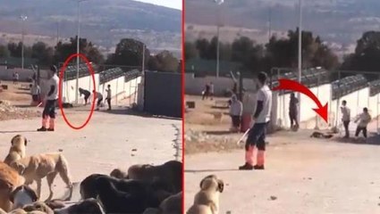 Barınakta köpeği eziyet ederek öldüren sanıklara 1 yıl 3'er ay hapis cezası verildi