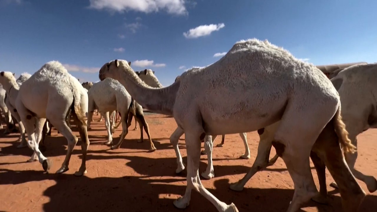 مناداة الإبل أو الحداء.. موروث تاريخي وثقافي عربي أصيل
