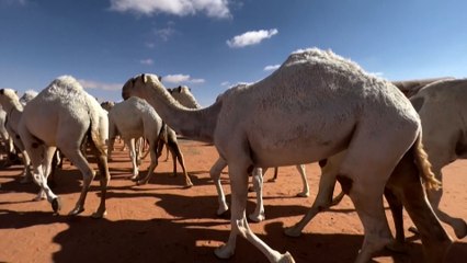 مناداة الإبل أو الحداء.. موروث تاريخي وثقافي عربي أصيل