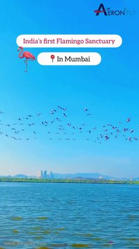 India's First Flamingo Sanctuary In Mumbai | Maharashtra | India | AeronFly | Flights Booking