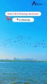 India's First Flamingo Sanctuary In Mumbai | Maharashtra | India | AeronFly | Flights Booking
