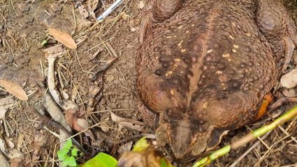 Ağzına sığdırabildiği her şeyi yiyor! Avustralya'da 2.7 kiloluk dev kurbağa bulundu