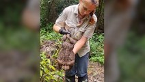 ‘Toadzilla’: Monster cane toad weighing 2.7kg discovered in Australia