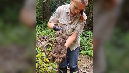 ‘Toadzilla’: Monster cane toad weighing 2.7kg discovered in Australia