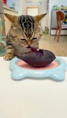 Quand ton chat adore la betterave