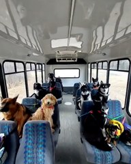 All Aboard The Pooch Minibus