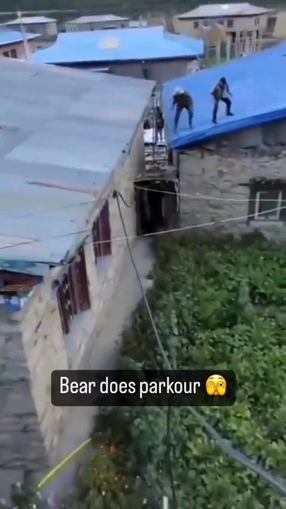 Un ours se met en mode Parkour pour pourchasser des villageois sur le toit des maisons