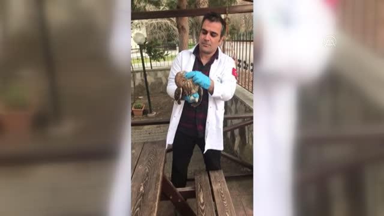 BALIKESİR - Tedavisi tamamlanan alaca baykuş doğaya salındı