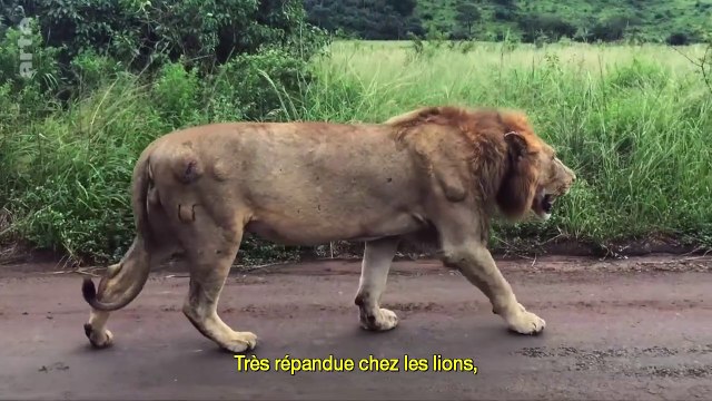 Des lions, des os et des armes - Le trafic des fauves