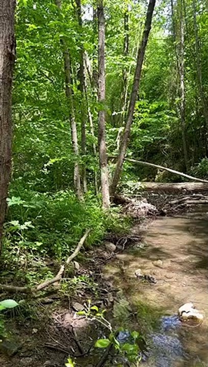 forest view