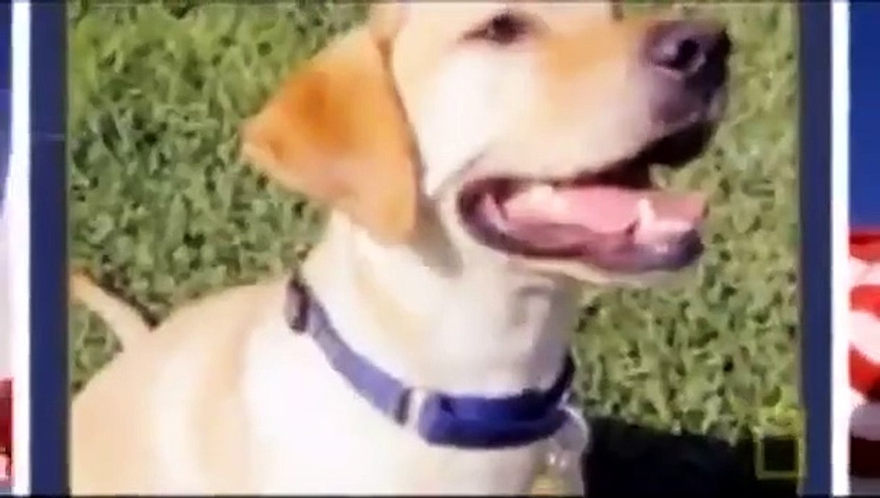 Dog Whisperer with Cesar Millan - Se4 - Ep10 HD Watch